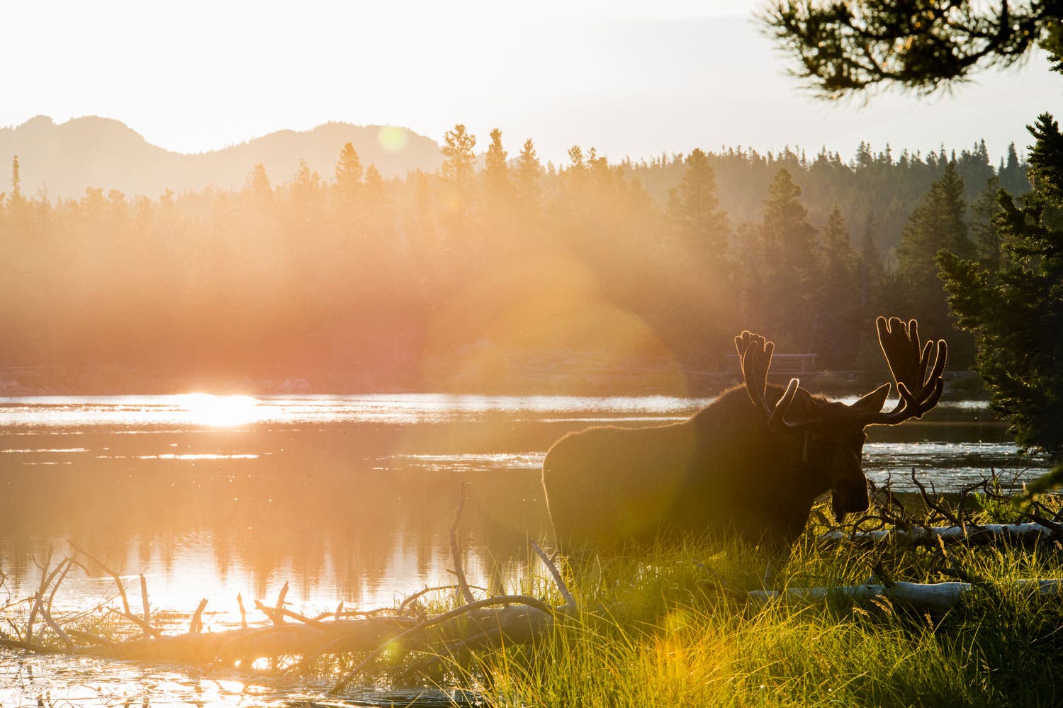 Moose at Sprague Lake at sunrise, Rocky Mountain National Park
