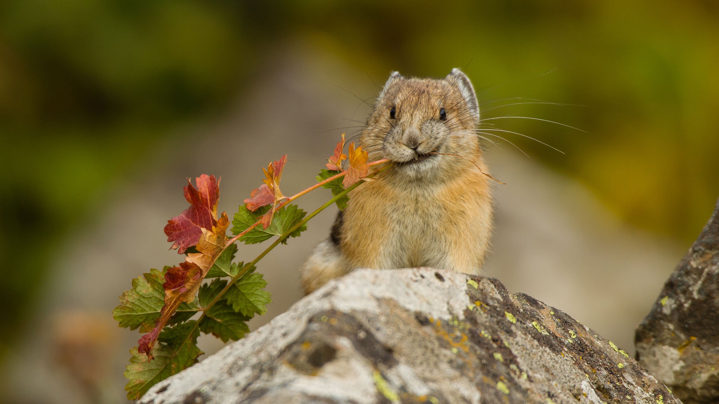 Pikas and Climate Change | When the Fridge Gets Warm