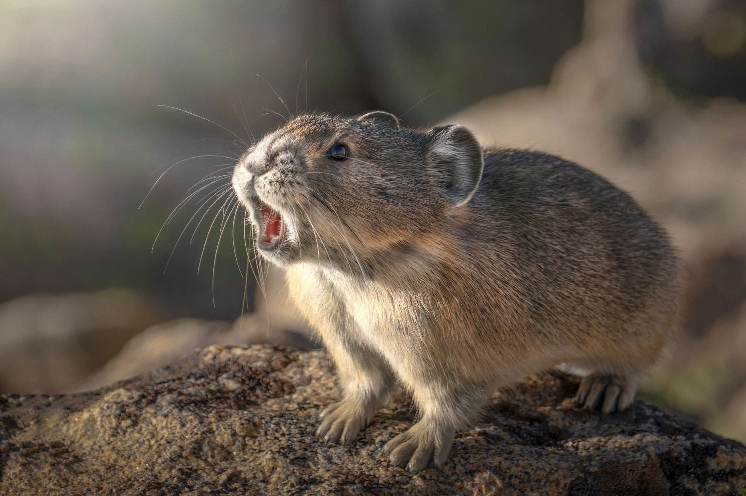 A pika calls out, “Squeeeeee!” in Rocky Mountain National Park