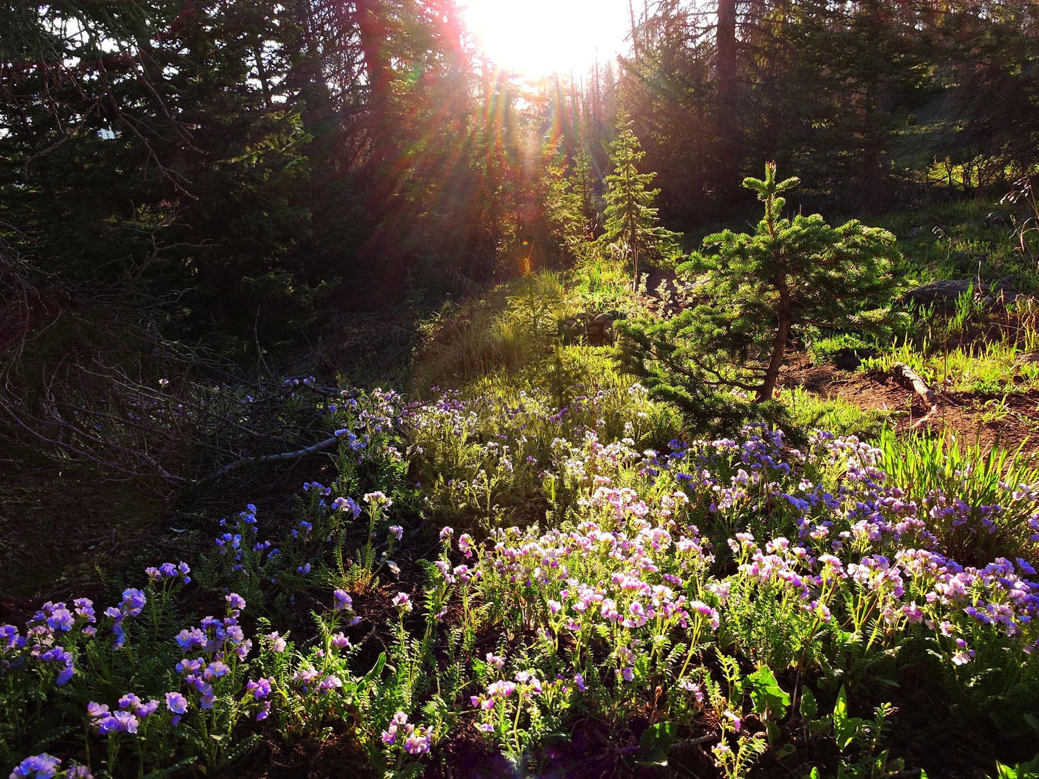 Wildflowers on Mosca Pass Trail in Great Sand Dunes National Park