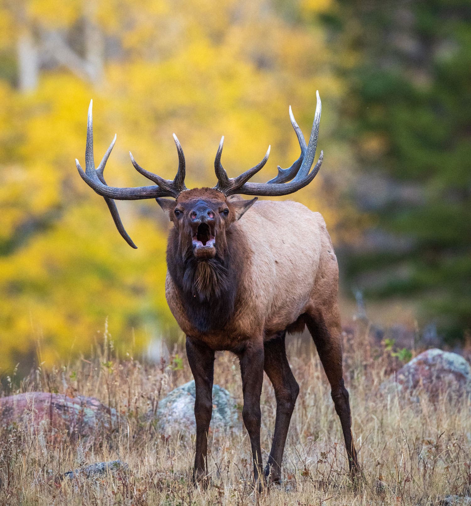 A bull elk bugles during the autumn rut in Rocky Mountain National Park