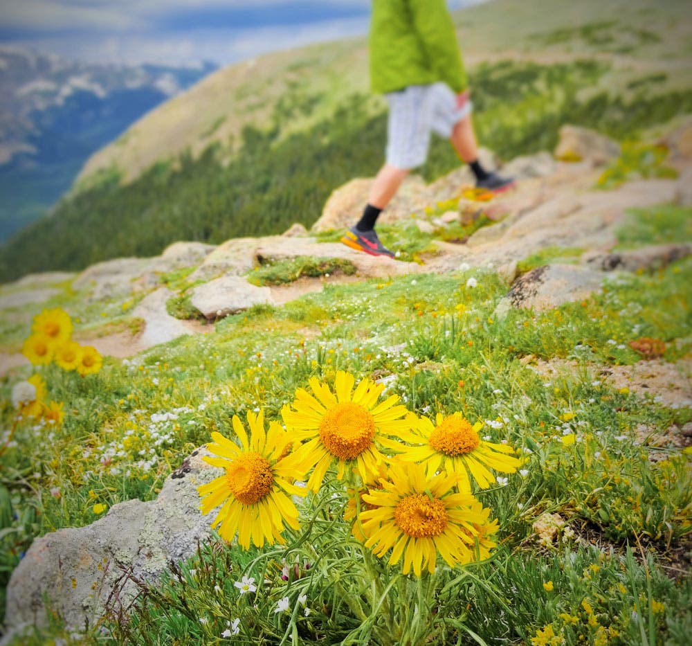 Wildflowers surround a hiker near Trail Ridge Road