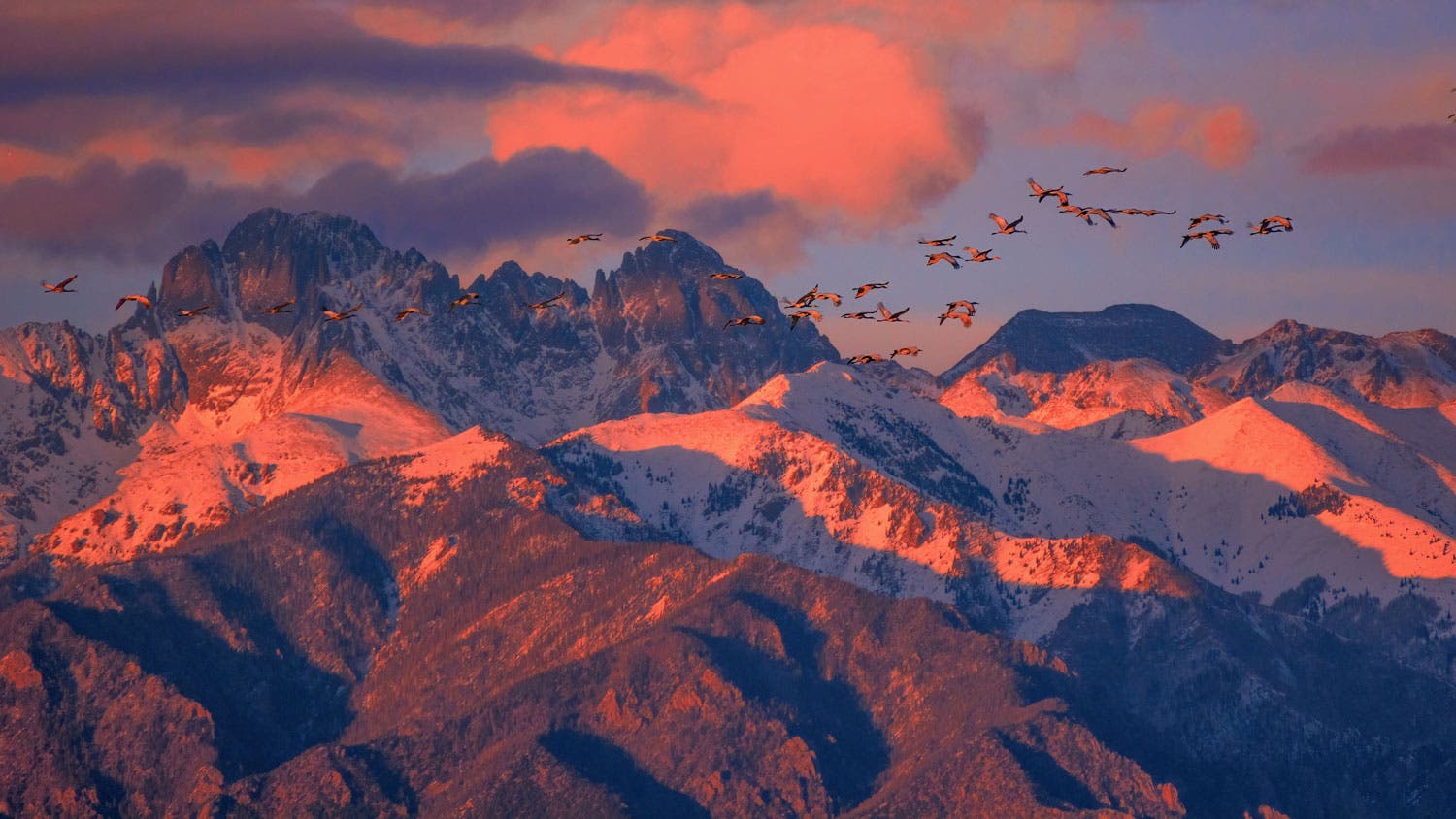 Sandhill cranes fly by Crestone Peaks on March 1, 2023.