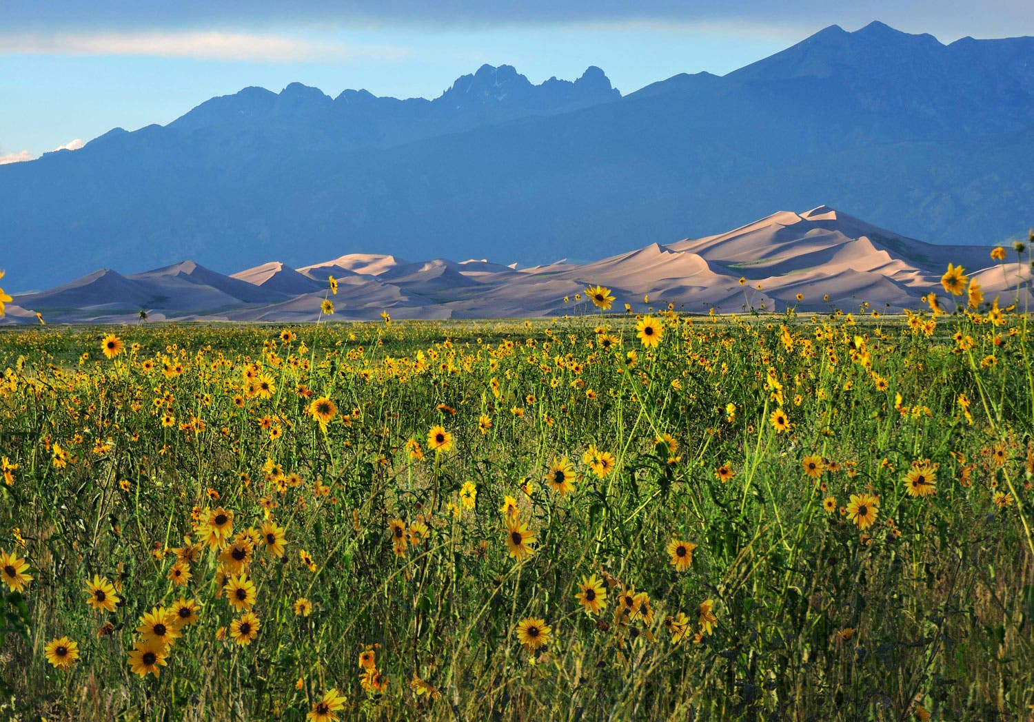 Prairie Sunflowers, Dunes, and Crestone Peaks at Great Sand Dunes National Park