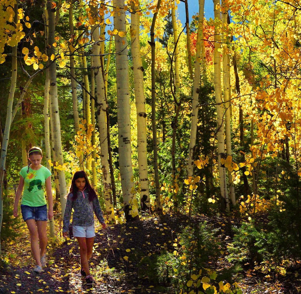Find aspen groves such as this on the Mosca Pass Trail, Medano Lake Trail, and Sand Creek Lakes Trail