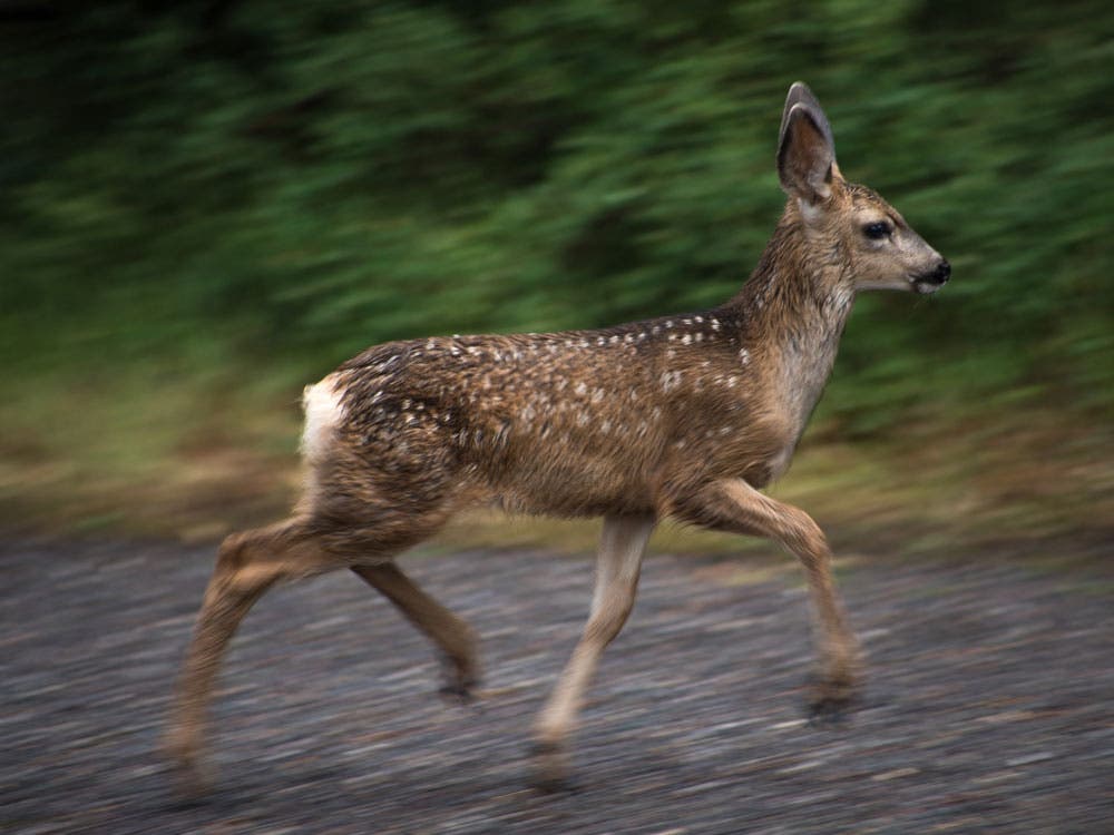A fawn runs through the North Rim Campground at Black Canyon of the Gunnison National Park in Colorado