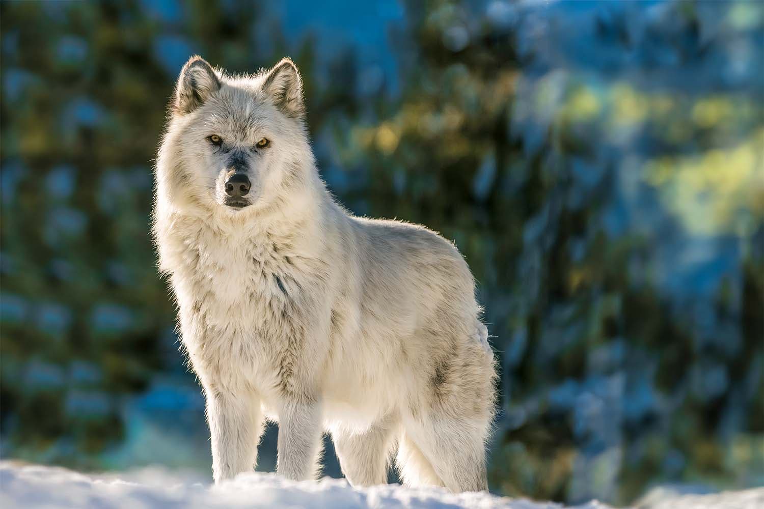 A Gray Wolf in Yellowstone National park