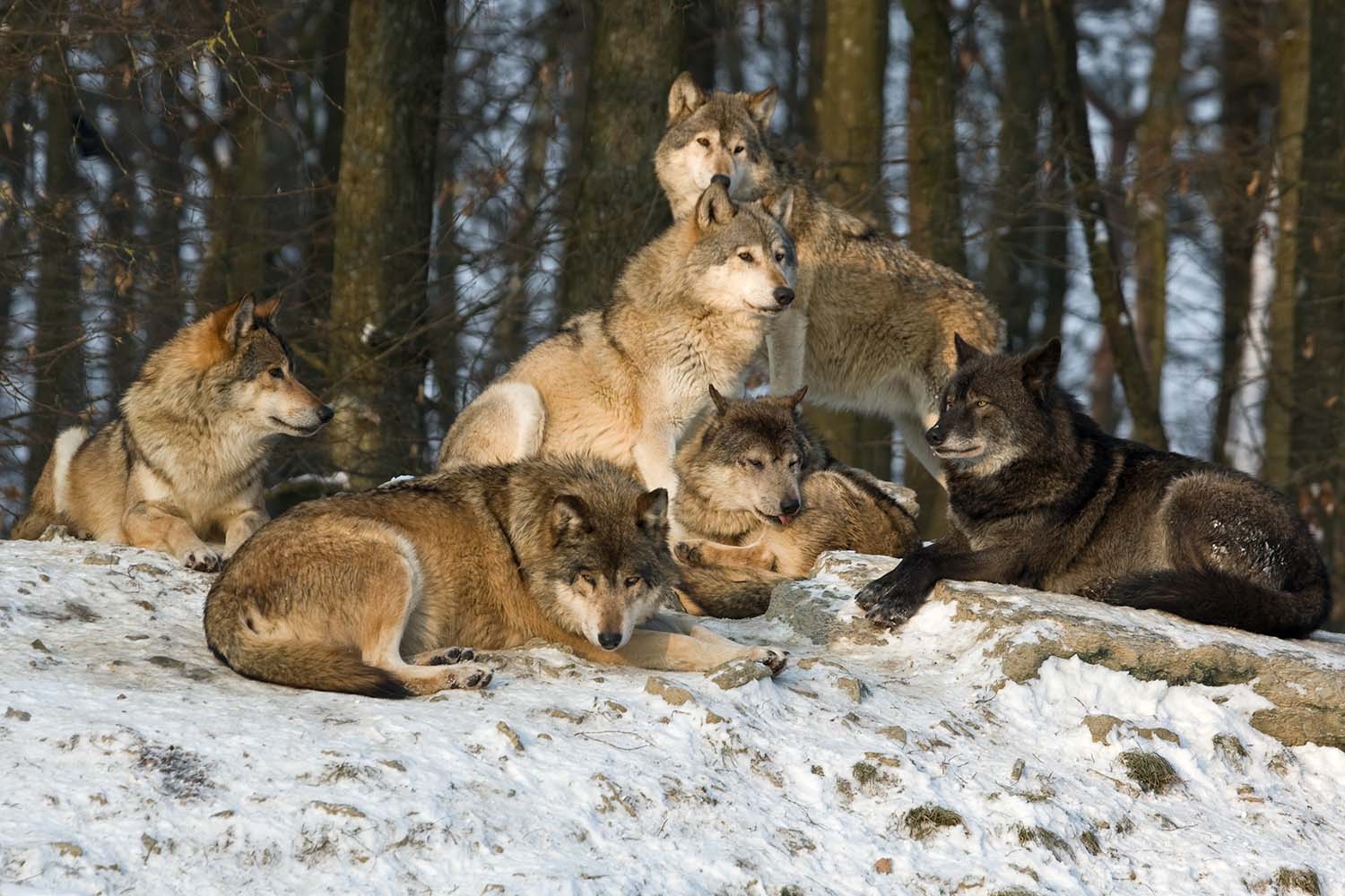 A wolf pack resting in the snow