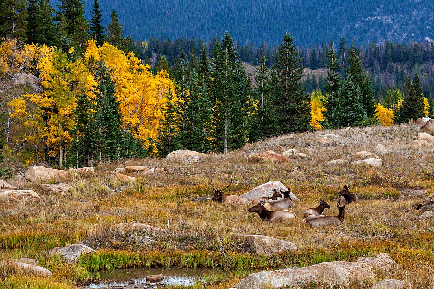 Rmnp Fall Fall Colors in Rocky Mountain National Park: The Ultimate Guide
